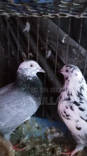 Pigeons for Sale