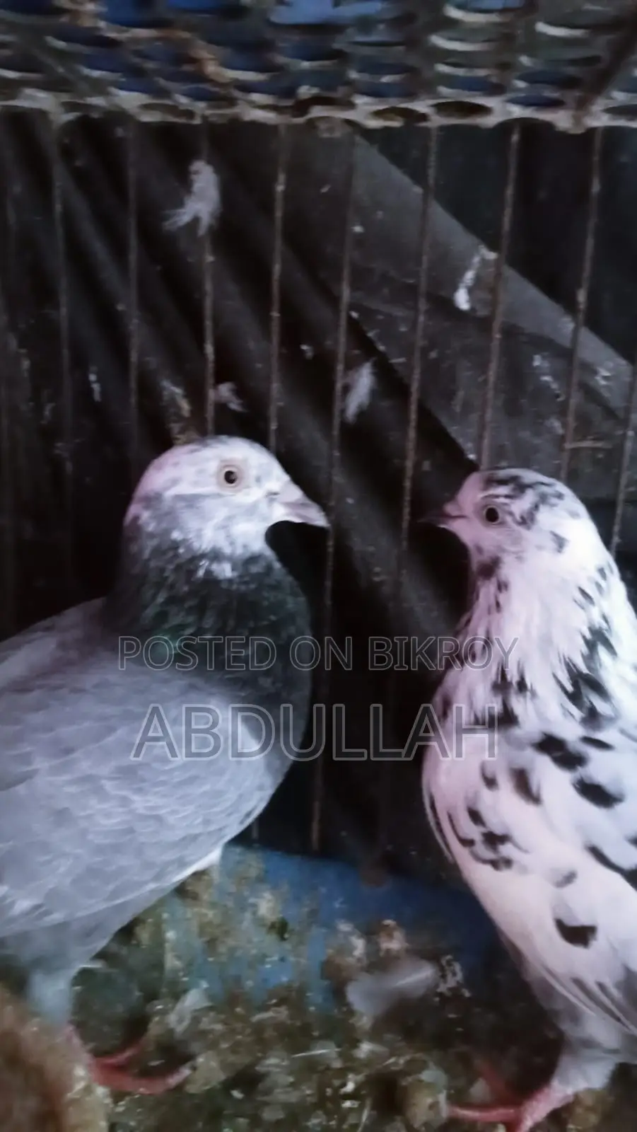 Pigeons for Sale