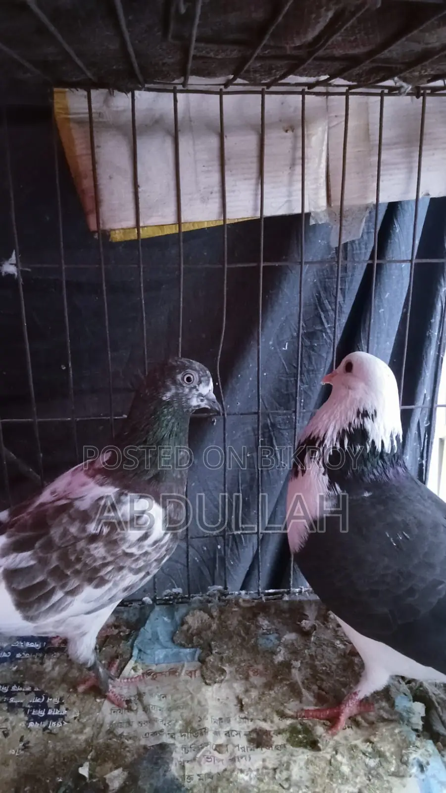 Pigeons for Sale