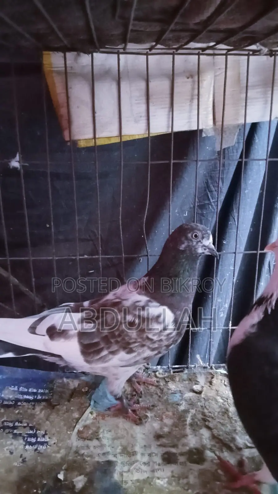 Pigeons for Sale