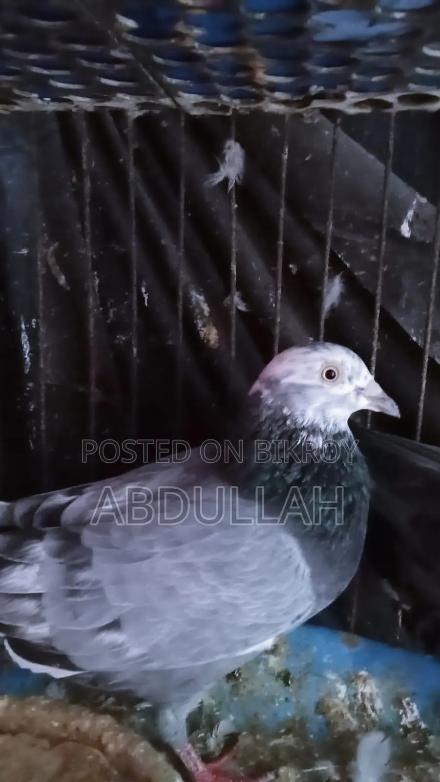 Pigeons for Sale