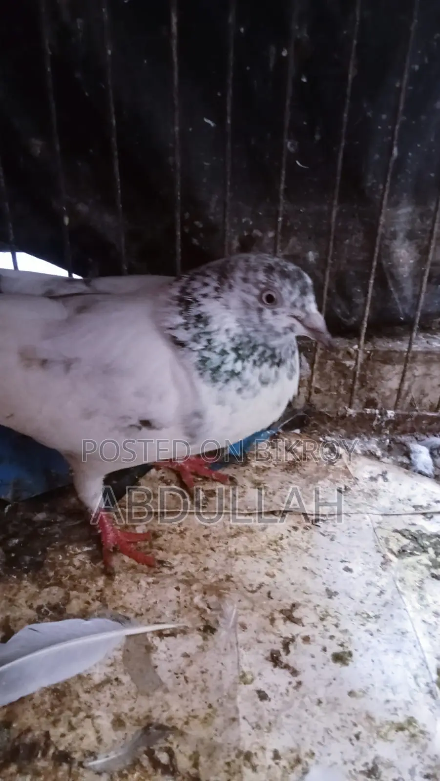 Pigeons for Sale