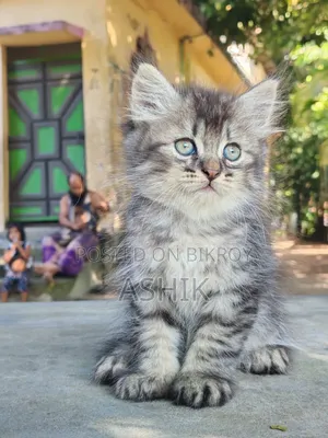 1-3 months Female Mixed Breed Persian