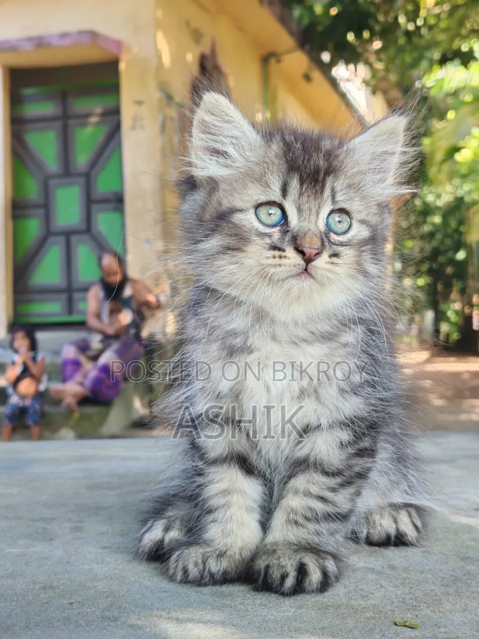 1-3 months Female Mixed Breed Persian