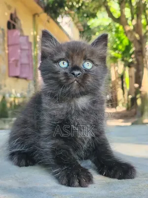 1-3 months Female Mixed Breed Persian