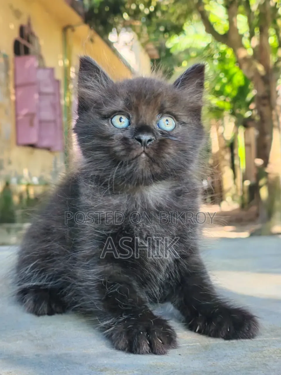 1-3 months Female Mixed Breed Persian