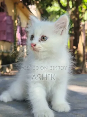 1-3 months Female Mixed Breed Persian