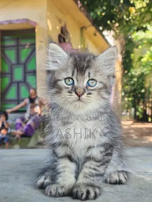 1-3 months Female Mixed Breed Persian