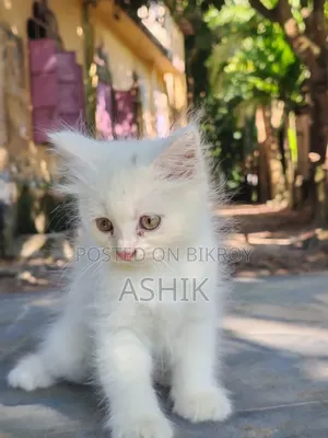 1-3 months Female Mixed Breed Persian