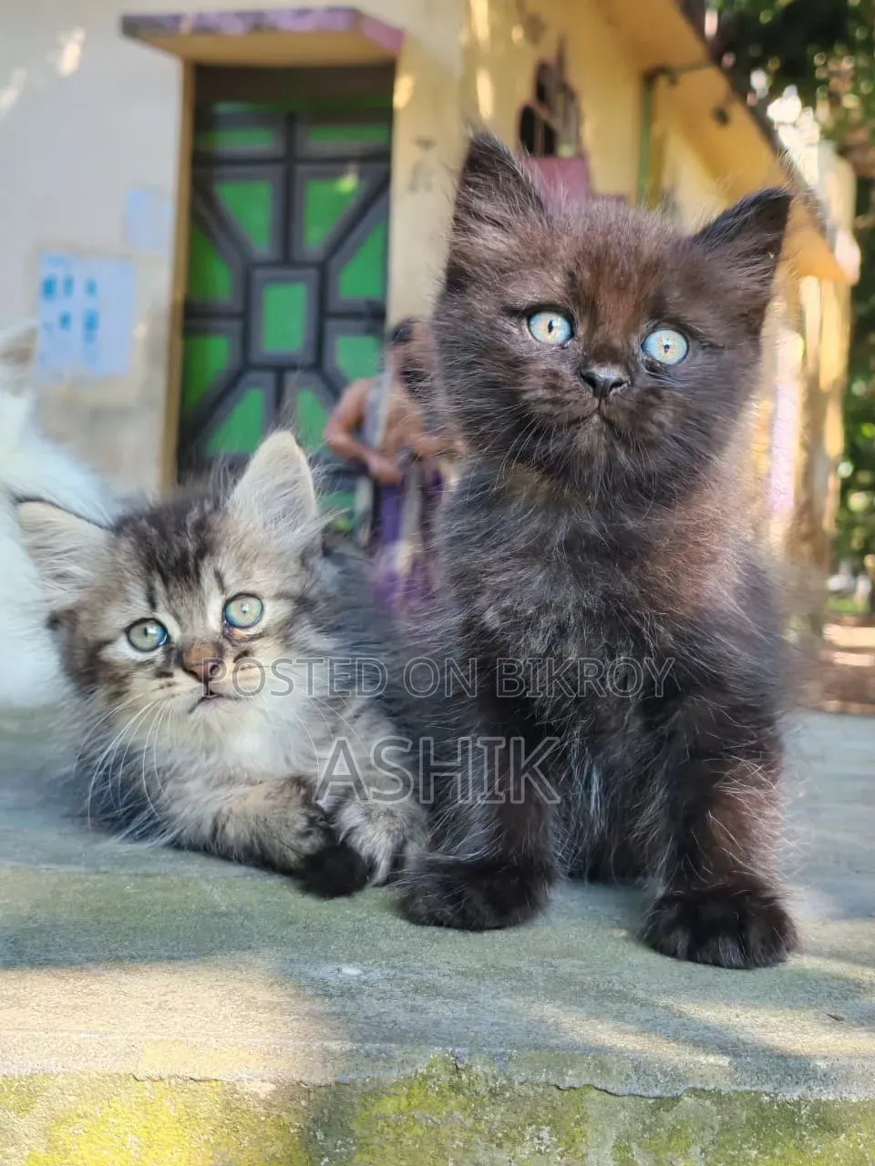 1-3 months Female Mixed Breed Persian