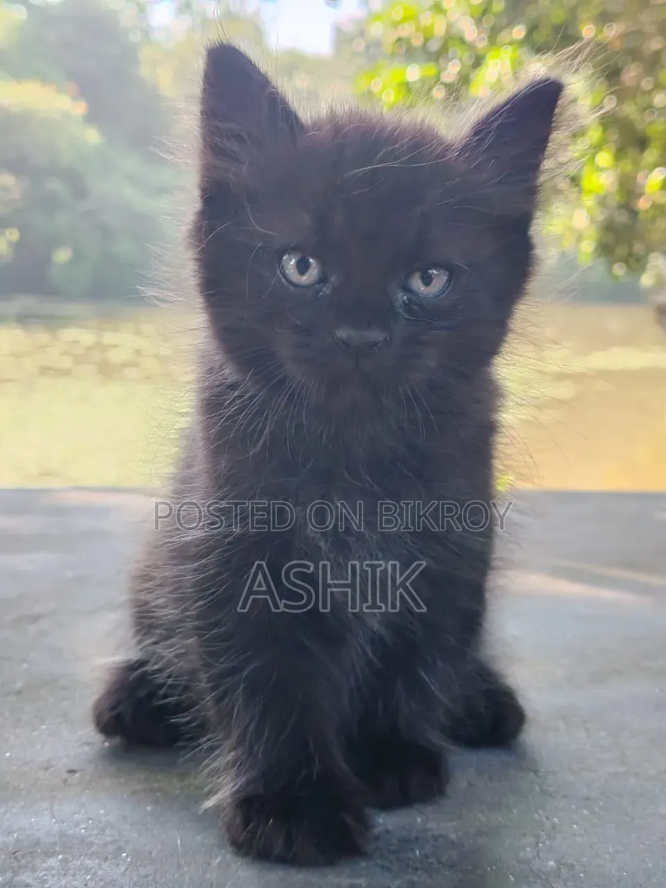 1-3 months Female Mixed Breed Persian