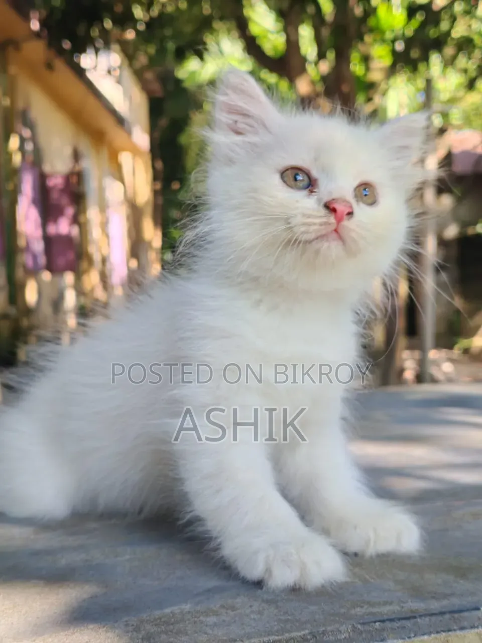 1-3 months Female Mixed Breed Persian