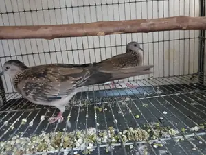One Pair Dove Sell