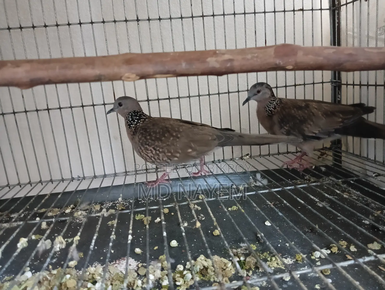 One Pair Dove Sell