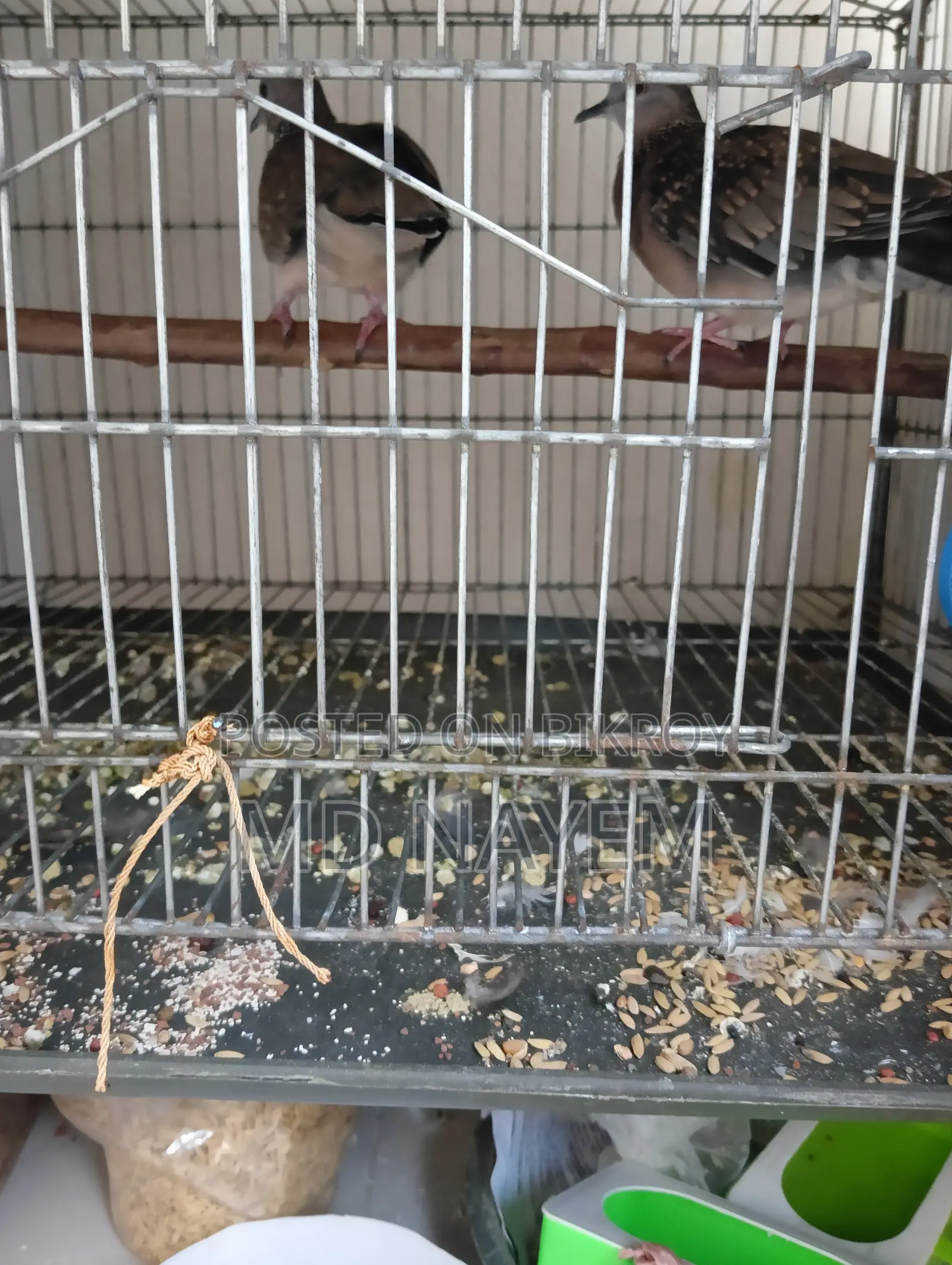 One Pair Dove Sell