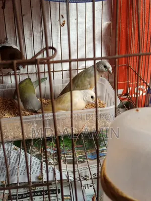 গোল্ডেন ফিঞ্চ পাখি বিক্রি হবে