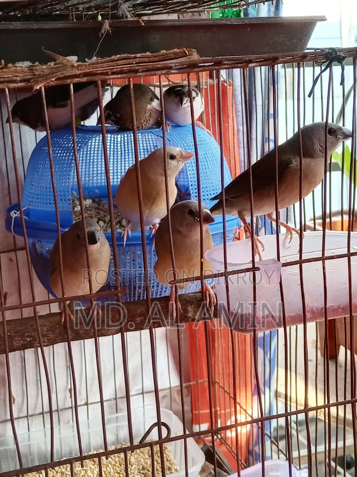 গোল্ডেন ফিঞ্চ পাখি বিক্রি হবে