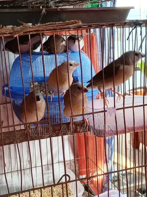গোল্ডেন ফিঞ্চ পাখি বিক্রি হবে