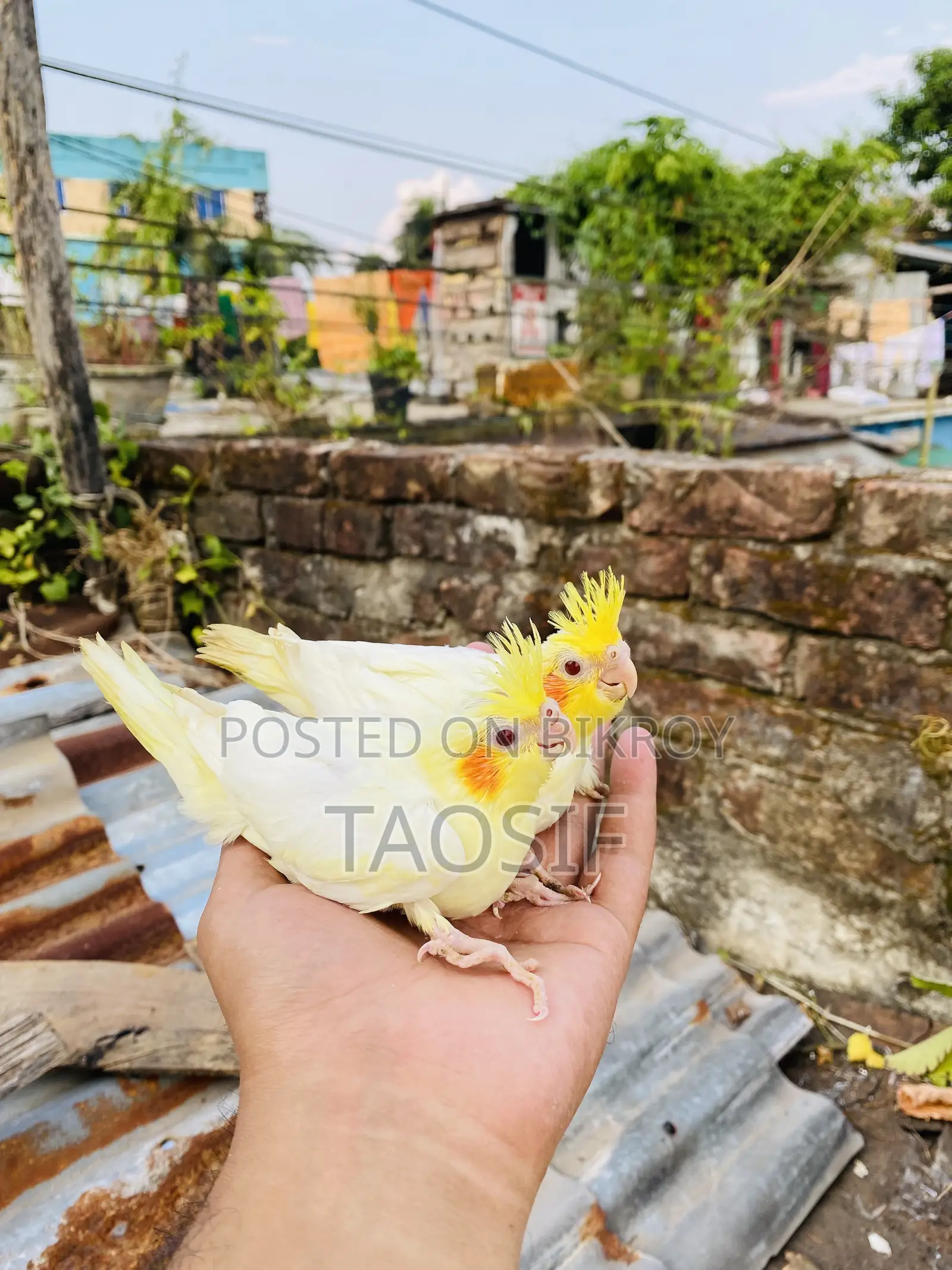 লুটিনো ককাটেল বেবি
