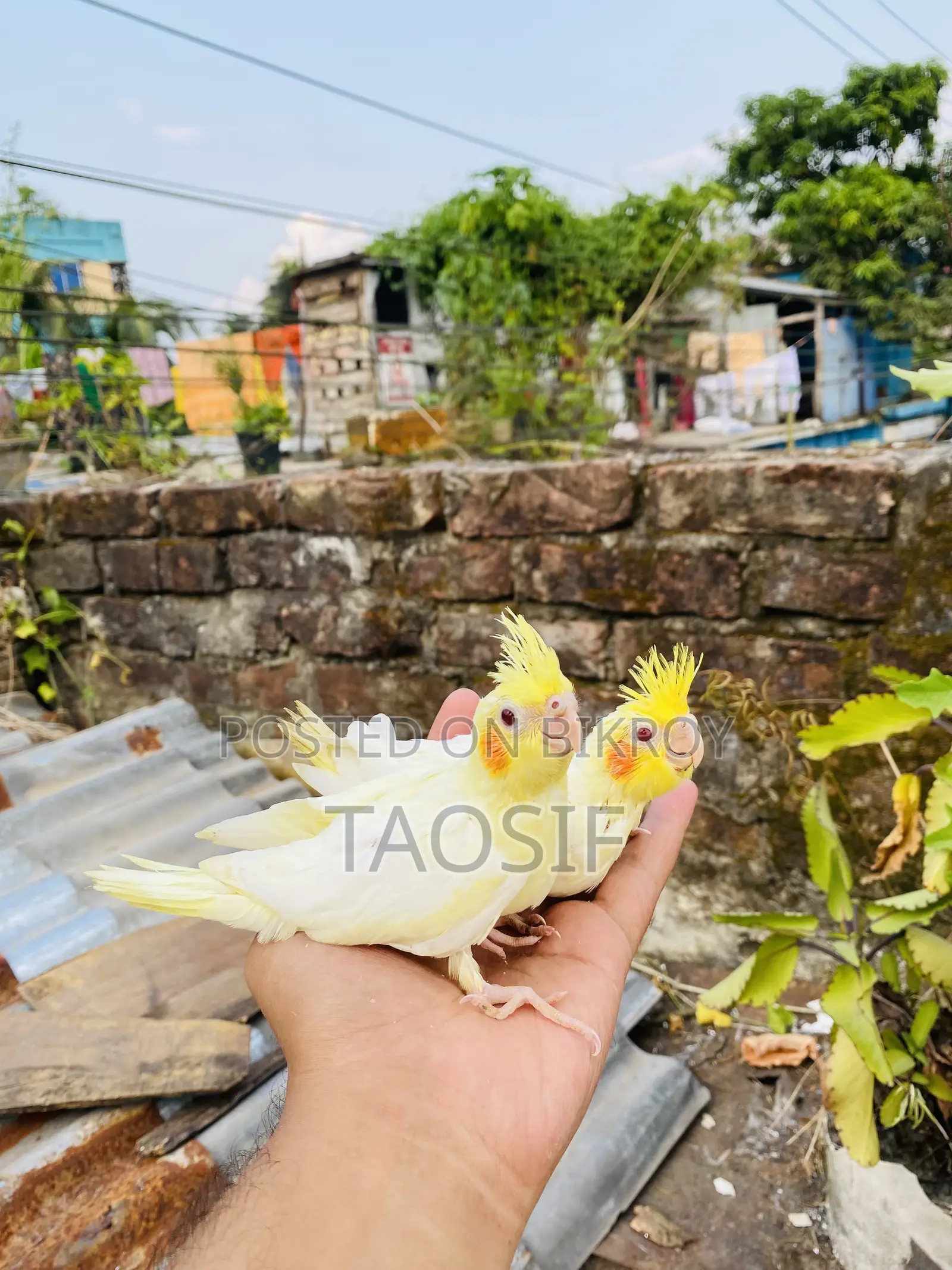 লুটিনো ককাটেল বেবি