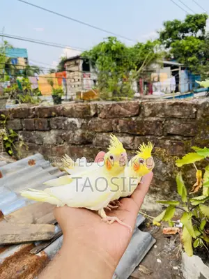 লুটিনো ককাটেল বেবি