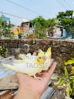 লুটিনো ককাটেল বেবি