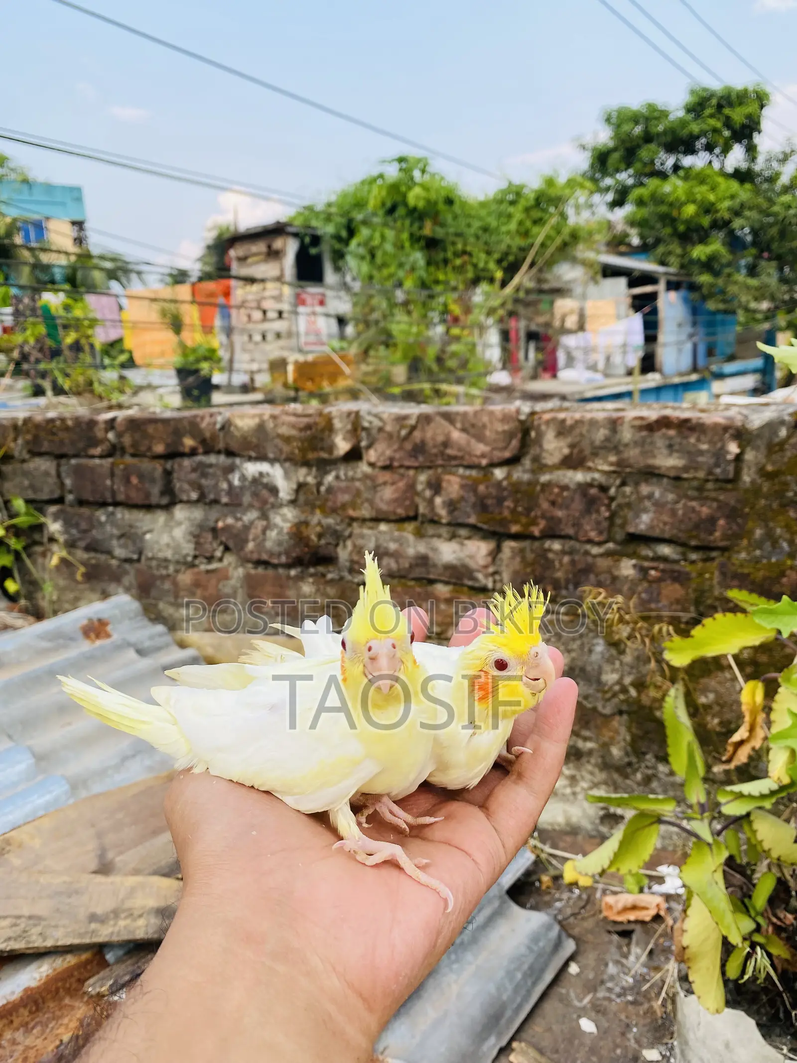 লুটিনো ককাটেল বেবি