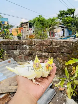লুটিনো ককাটেল বেবি