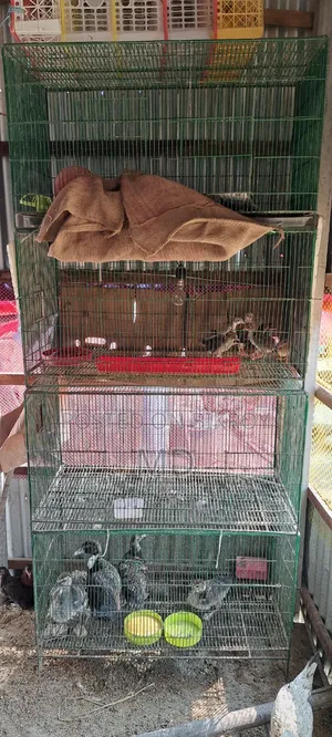 কবুতর ও মুরগীর খাচা সেল হবে।