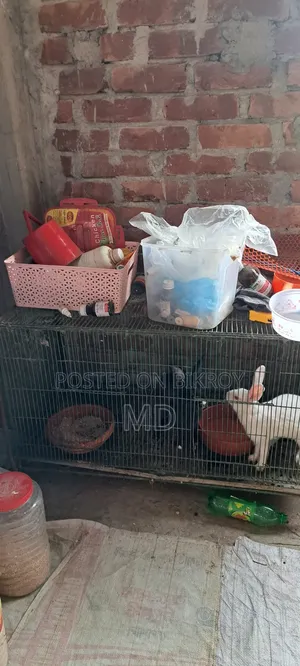 কবুতর ও মুরগীর খাচা সেল হবে।