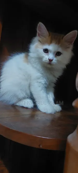 1-3 months Female Purebred Persian