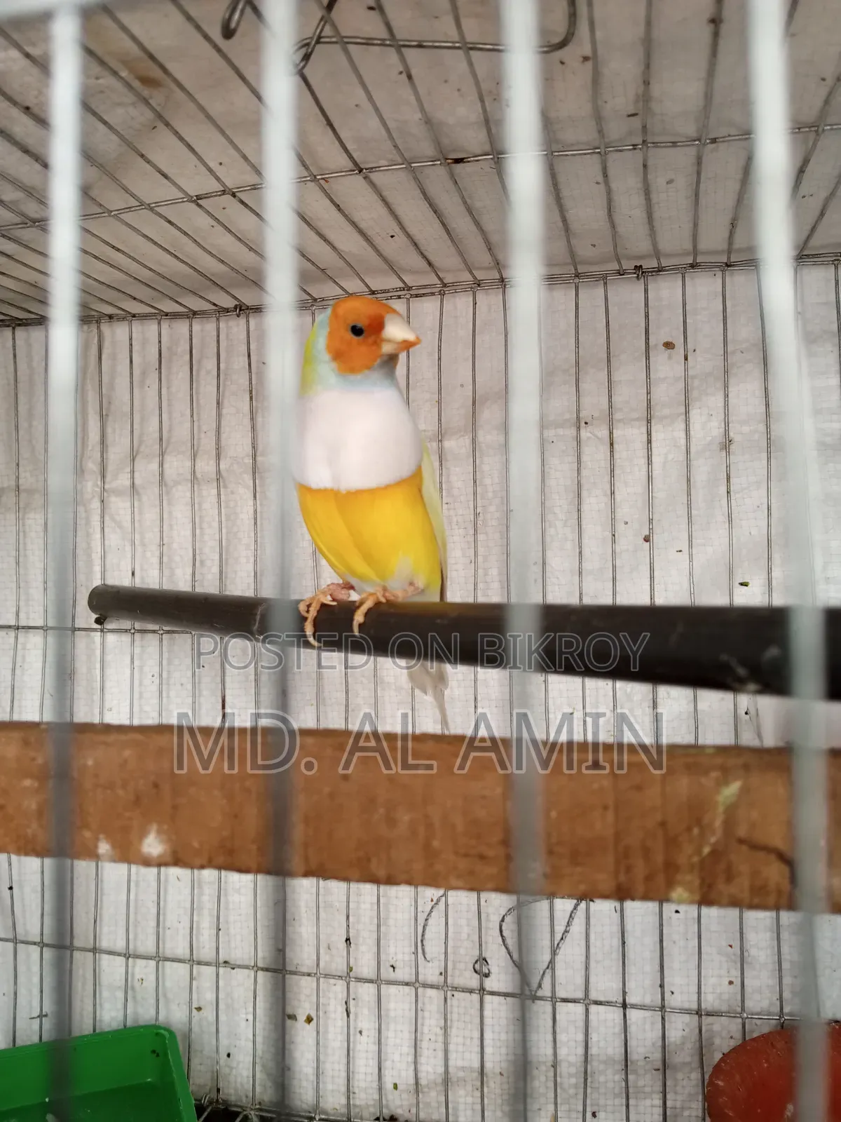 গোল্ডেন ফিঞ্চ পাখি বিক্রি হবে