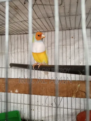 গোল্ডেন ফিঞ্চ পাখি বিক্রি হবে