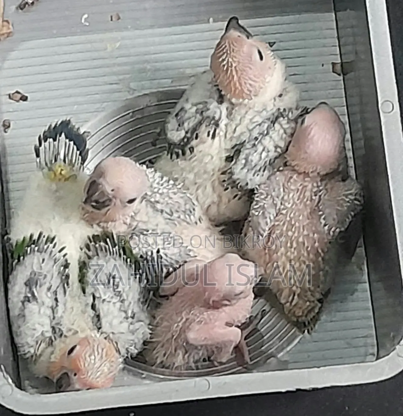 Sun Conure Baby for Sale