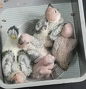 Sun Conure Baby for Sale