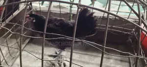 Completely Pure Local Chicken for Sale