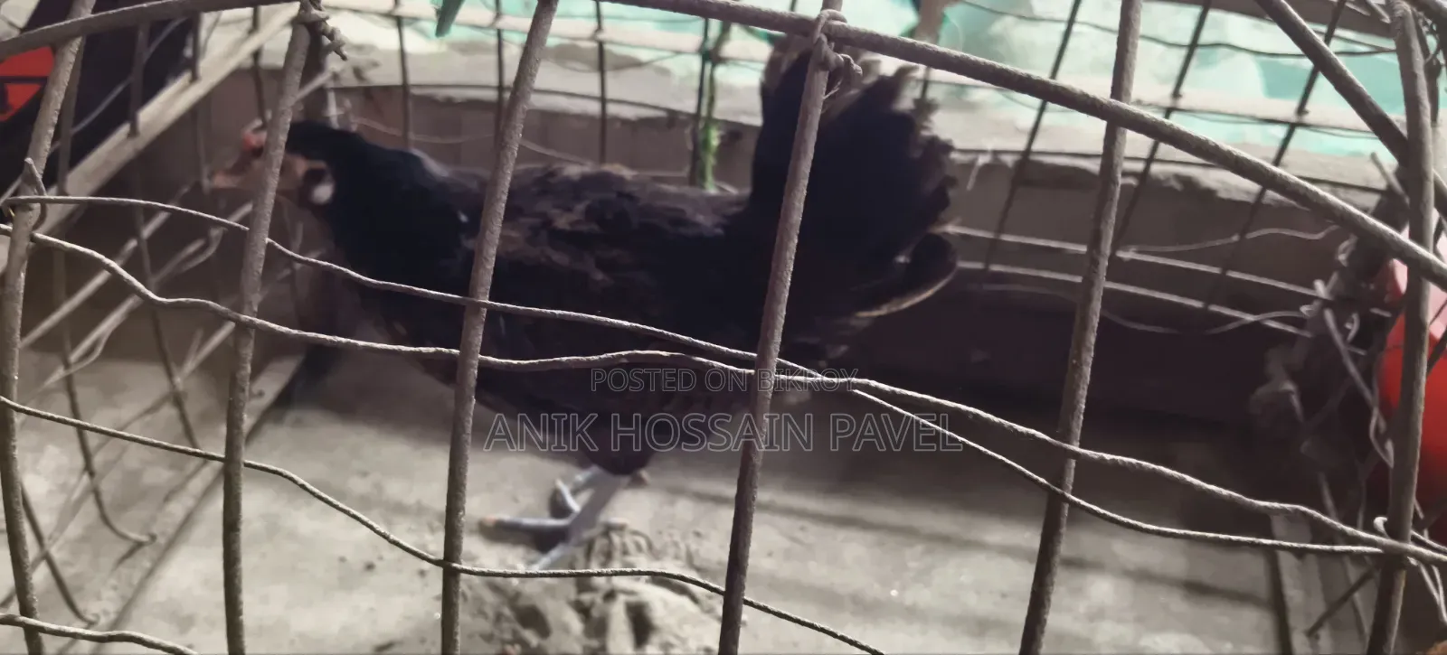 Pure Deshi Chicken for Sale