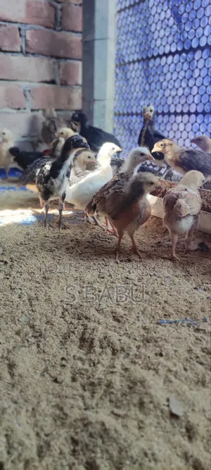 Deshi Chicken Chicks