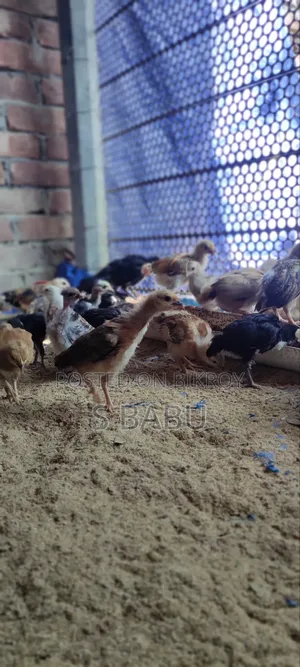 Native Chickens