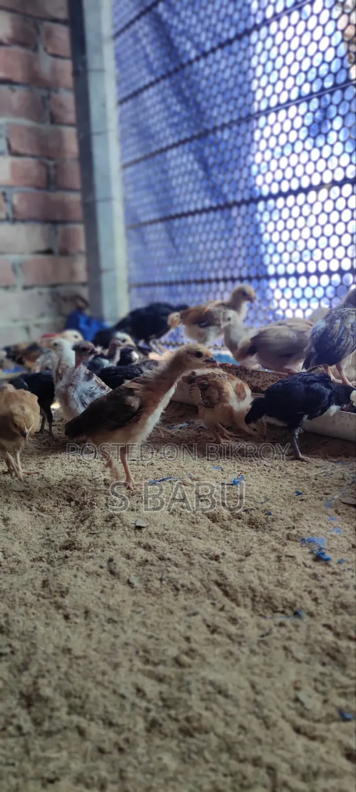Native Chickens