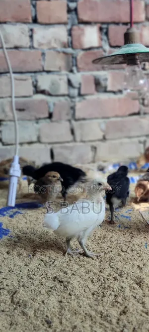 Native Chickens