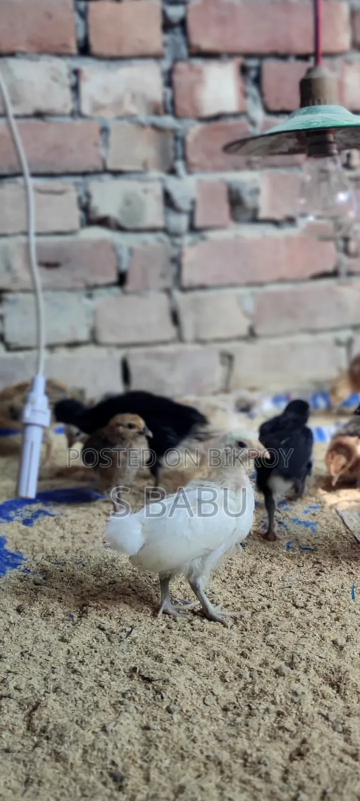 Native Chickens