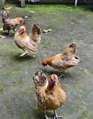 কিছু সেরেমা রানিং মুরগি ও বাচ্চা বিক্রি করা হবে