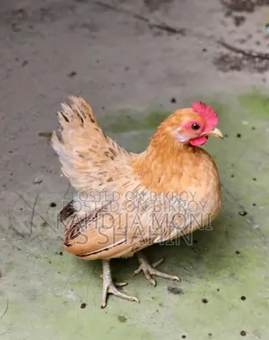 কিছু সেরেমা রানিং মুরগি ও বাচ্চা বিক্রি করা হবে