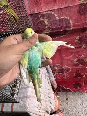 Budgerigar Yellow Face Clearwing