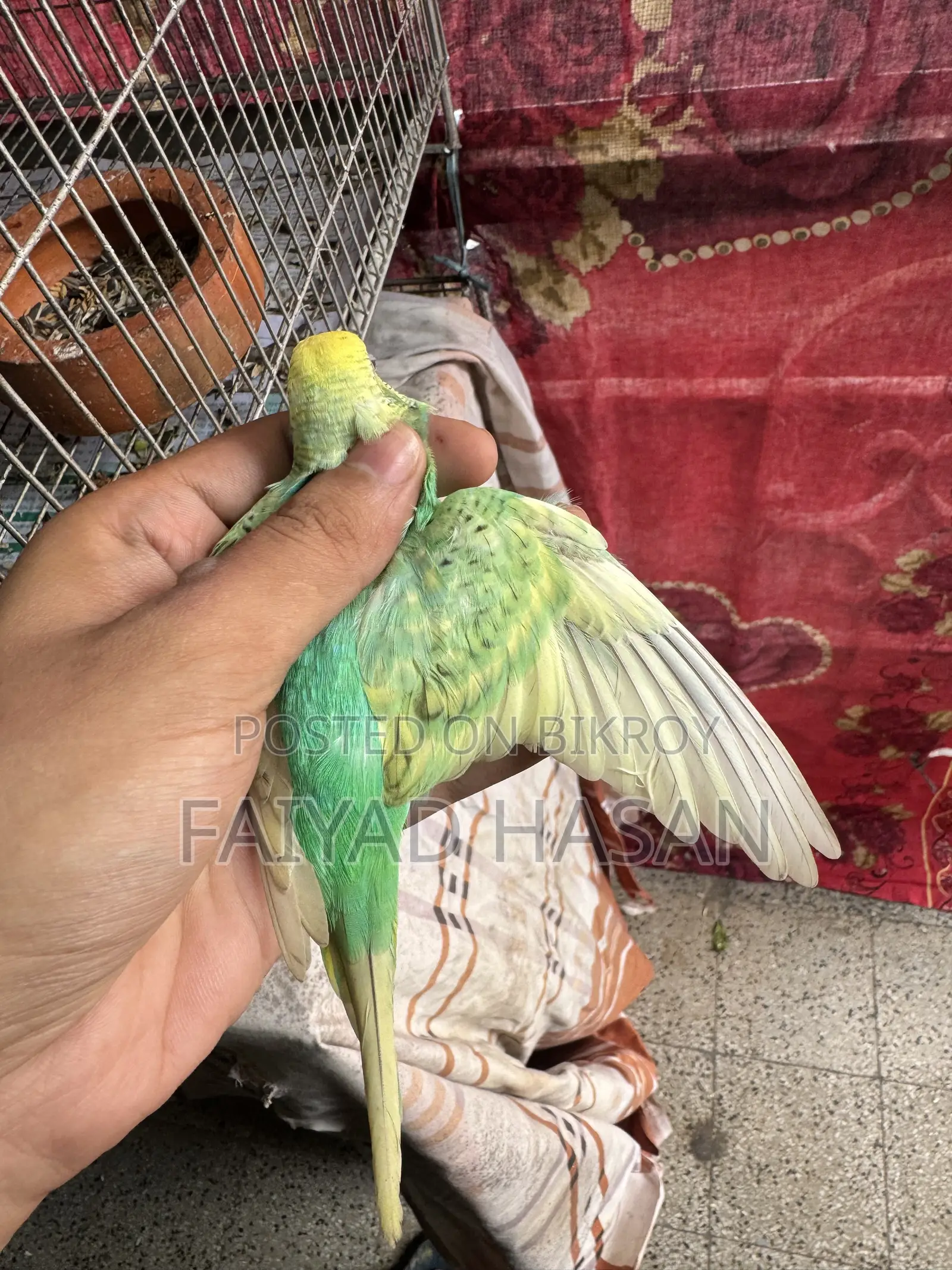 Budgerigar Yellow Face Clearwing