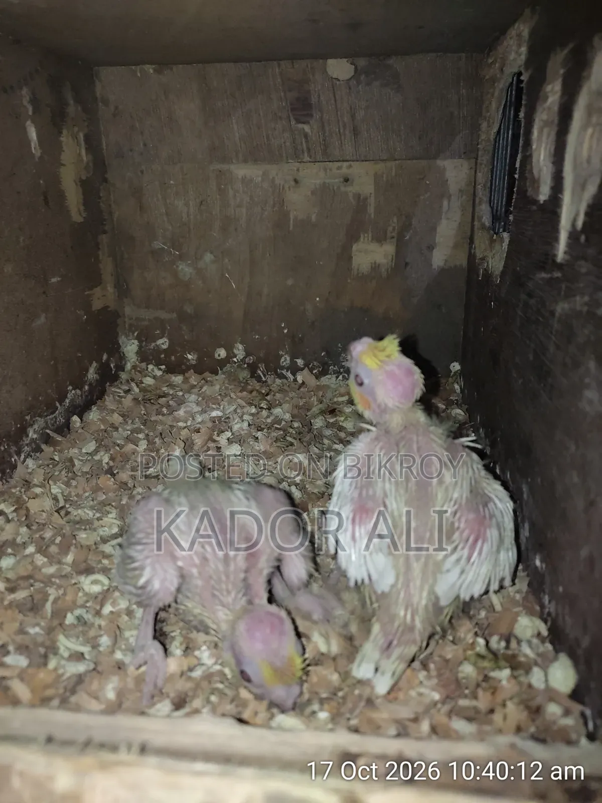 Cockatiel Baby