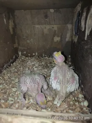 Cockatiel Baby