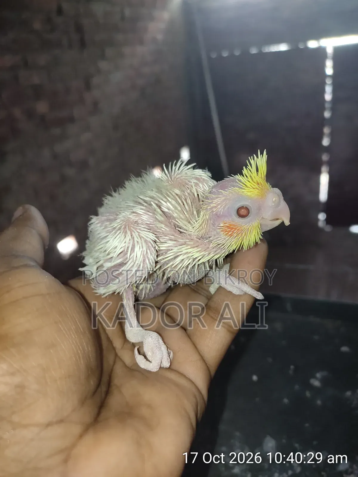 Cockatiel Baby