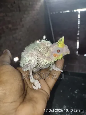 Cockatiel Baby